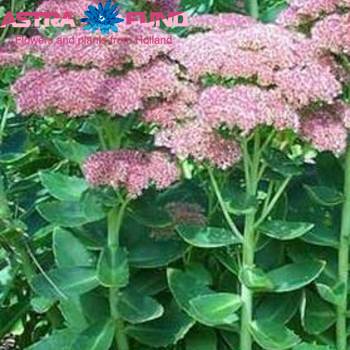 Sedum spectabile kleurbehandeld 19% Foto