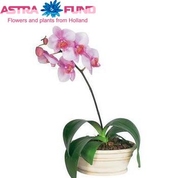 Phalaenopsis per bloem overig lichtroze fotografie