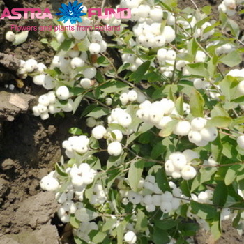 Symphoricarpos overig foto