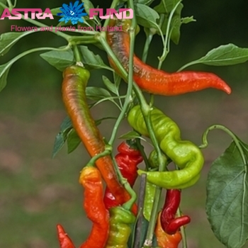 Capsicum annuum per bos overig oranje photo