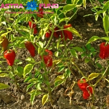 Capsicum annuum per bos overig rood photo
