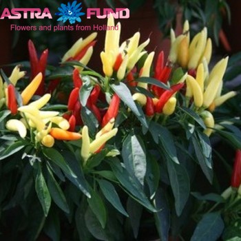 Capsicum annuum per tak overig photo