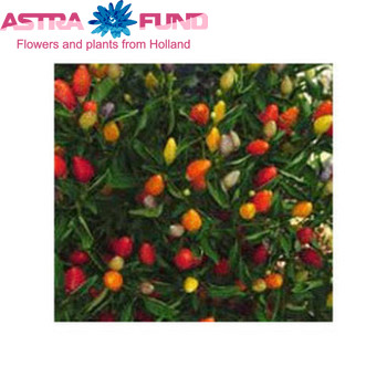 Capsicum annuus per bos overig fotografie