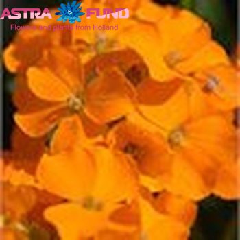 Phlox Paniculata Grp overig oranje zdjęcie