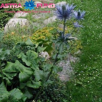 Eryngium alpinum kleurbehandeld 19% photo