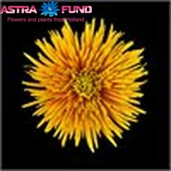 Chrysanthemum geplozen kas overig brons Foto
