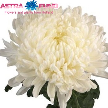 Chrysanthemum geplozen kas overig cr?me Foto