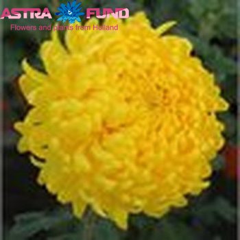 Chrysanthemum geplozen kas overig geel Foto