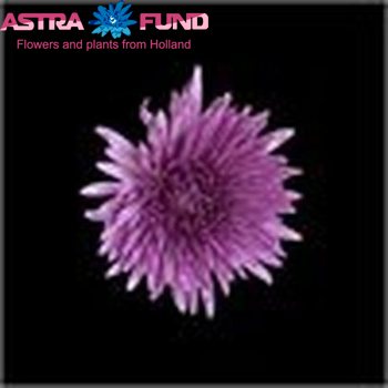 Chrysanthemum geplozen kas overig lila Foto