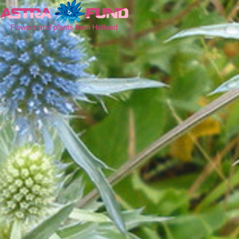 Eryngium overig foto