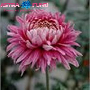 Chrysanthemum geplozen kas overig roze fotografie