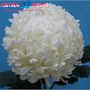 Chrysanthemum geplozen kas 'White Hope Valley' foto