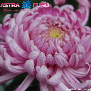 Chrysanthemum Indicum Grp geplozen buiten 'Holiday' φωτογραφία