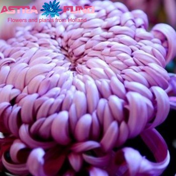 Chrysanthemum Indicum Grp geplozen buiten 'Holiday Purper' φωτογραφία
