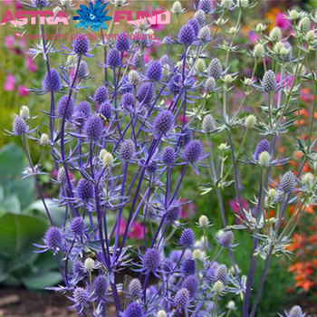 Eryngium planum kleurbehandeld 19% foto