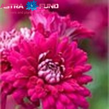 Chrysanthemum Indicum Grp geplozen buiten 'Sheer Purple' fotografie
