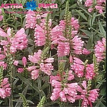 Physostegia virginiana overig roze photo