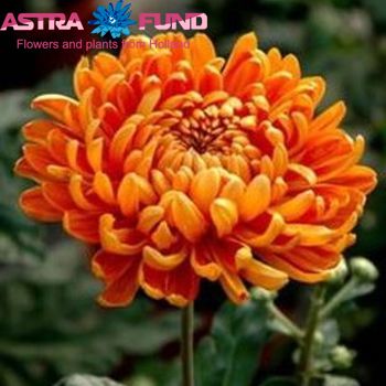 Chrysanthemum Indicum Grp geplozen kas 'Astro Golden' fotografie