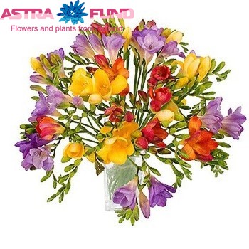 Freesia enkelbloemig gemengd kleurbehandeld 19% fotografie