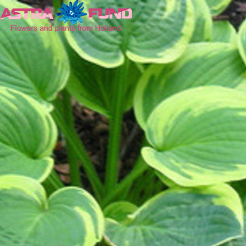Hosta overig fotografija