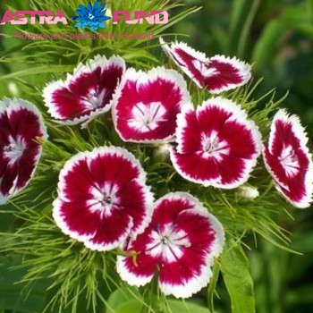 Dianthus barbatus overig rood фото