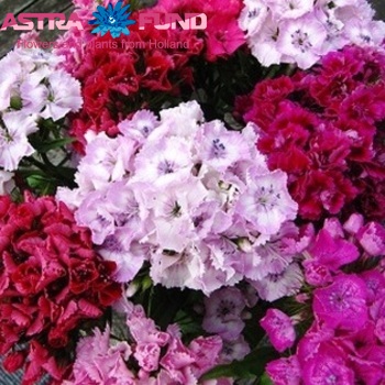 Dianthus barbatus overig roodwit zdjęcie
