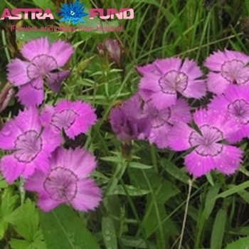 Dianthus barbatus overig roze zdjęcie