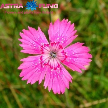 Dianthus barbatus overig wit zdjęcie