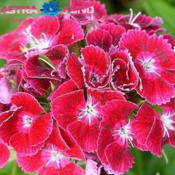Dianthus barbatus overig zalm zdjęcie