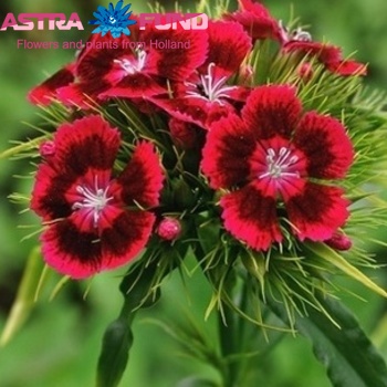 Dianthus barbatus per bos gemengd zdjęcie
