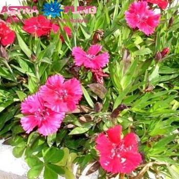 Dianthus barbatus per bos overig zdjęcie
