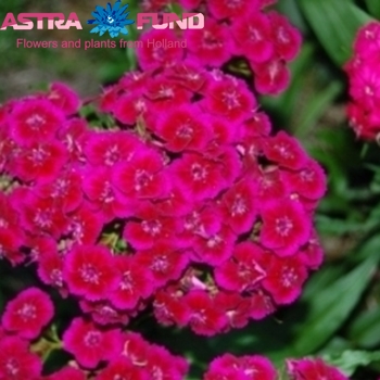 Dianthus barbatus per bos overig rood zdjęcie