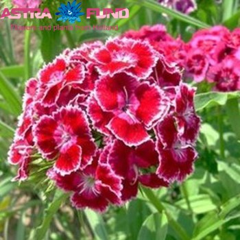 Dianthus barbatus per bos overig roze zdjęcie
