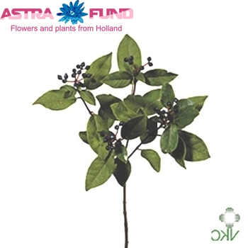 Viburnum per tak overig met bes photo