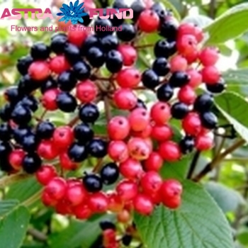 Viburnum per tak overig met blad foto