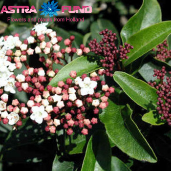 Viburnum tinus overig (zonder bloem) foto