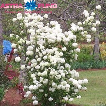 Viburnum tinus per bos 'Macrophyllum' fotografie