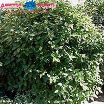 Viburnum tinus per stuk overig Foto