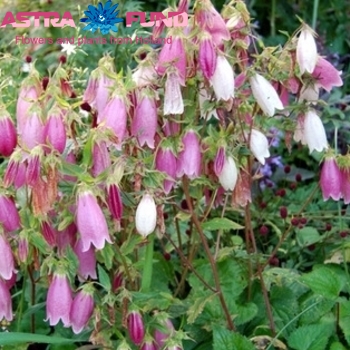 Campanula per bos overig roze fotografie