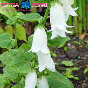 Campanula per bos overig wit fotografie