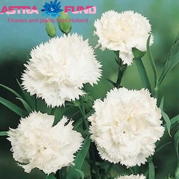 Dianthus overig photo