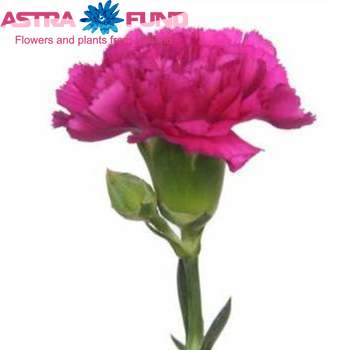 Dianthus overig 'Tiya' photo