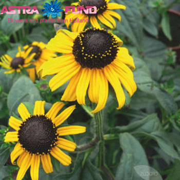 Rudbeckia overig photo