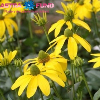 Rudbeckia overig geel photo