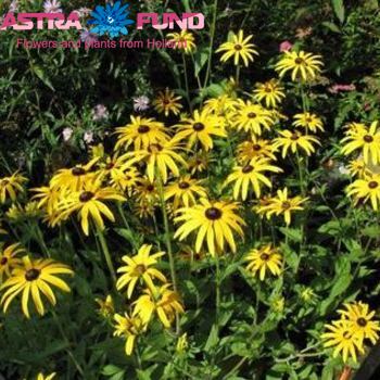 Rudbeckia zonder blad photo