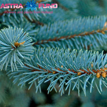 Kerstartikelen per bos Abies procera Nobilis Blauw photo