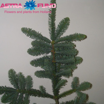 Kerstartikelen per bos Kerstgroen overig photo