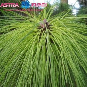 Kerstartikelen per bos Pinus strobus photo