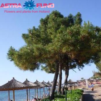 Kerstartikelen per kilo Ilex (bont) photo