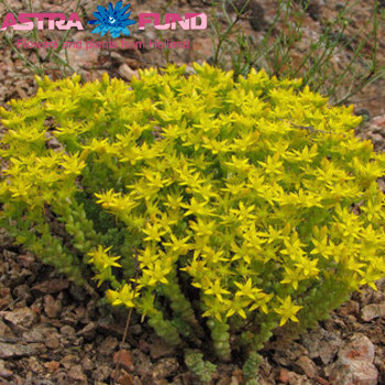 Sedum kleurbehandeld apricot 19% photo
